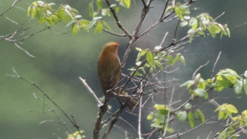 Crimson-browed Finch - ML637633915