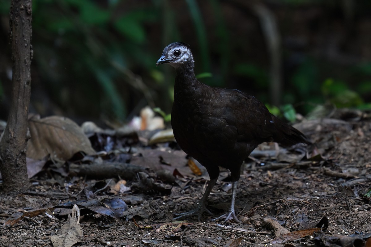 Palawan Peacock-Pheasant - ML637633918