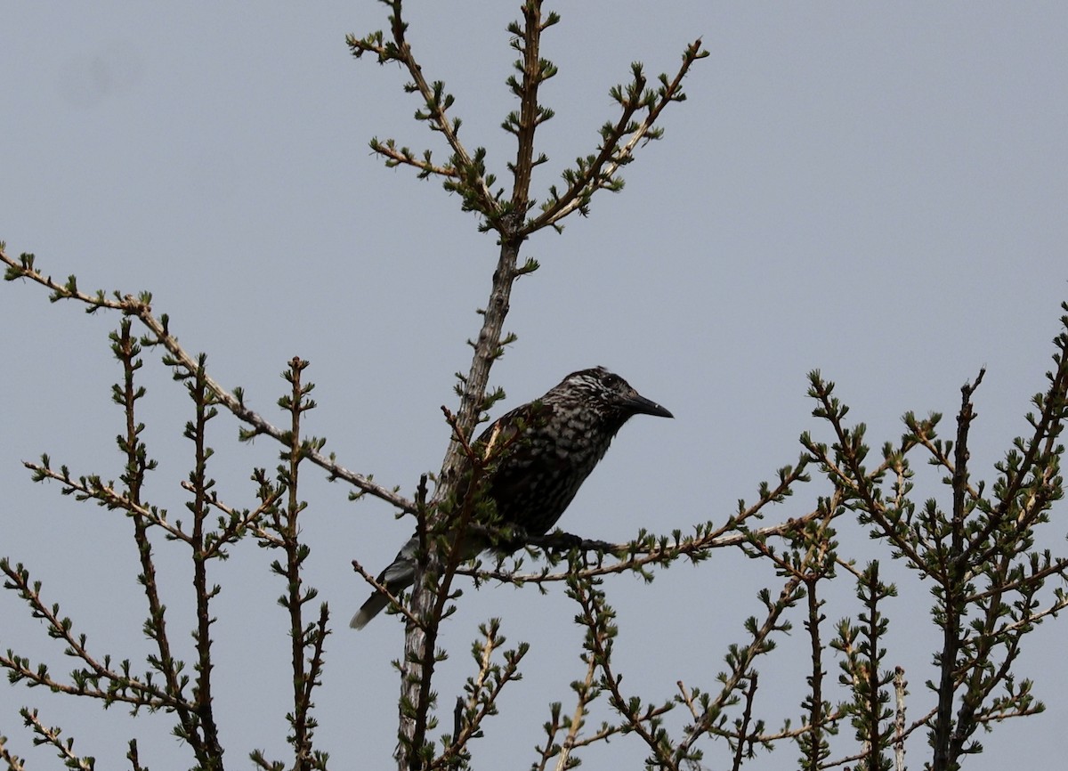 Northern Nutcracker - ML637633928