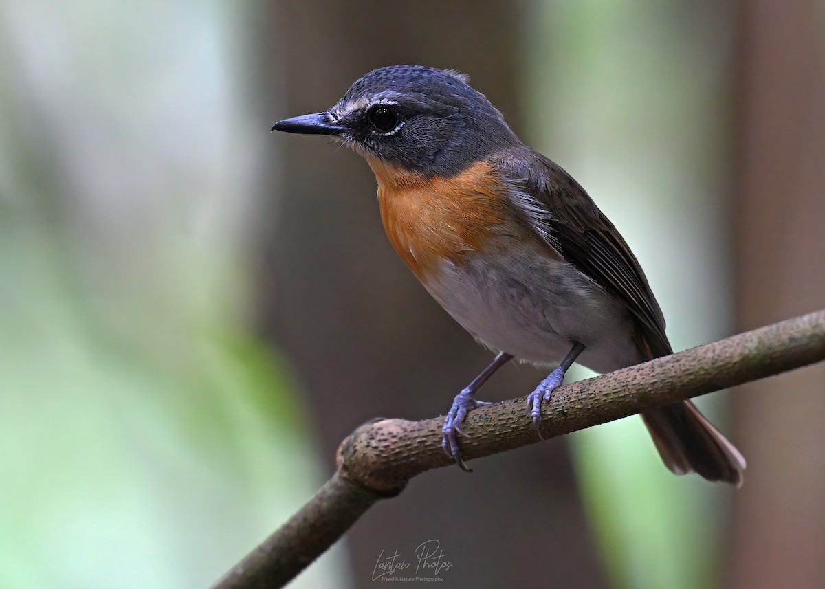 Palawan Blue Flycatcher - ML637634010
