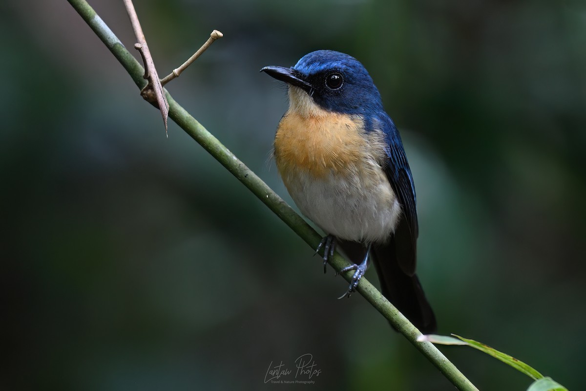 Palawan Blue Flycatcher - ML637634012