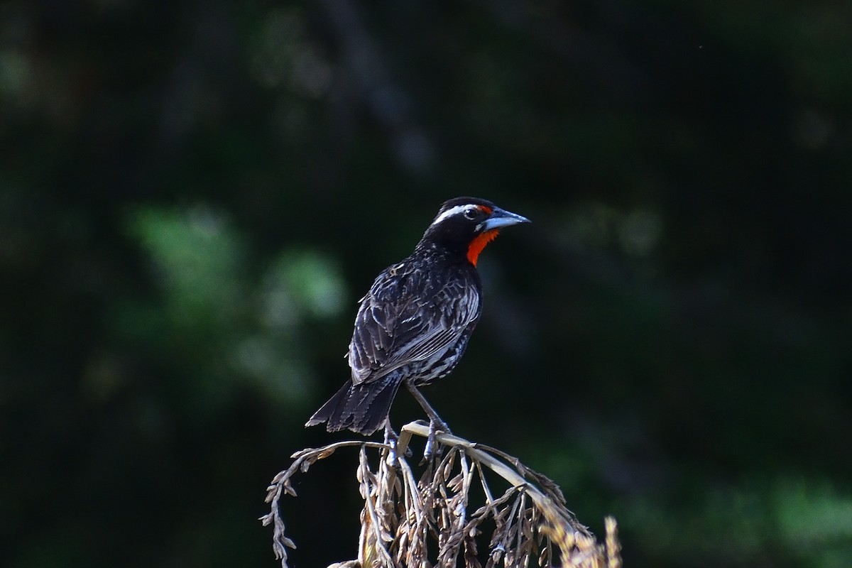 Peruvian Meadowlark - ML637634014