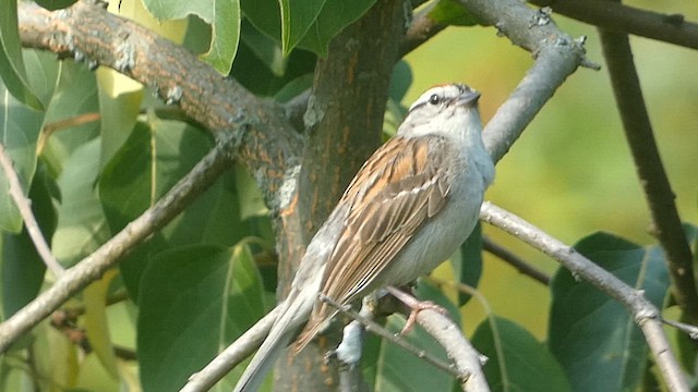 Chipping Sparrow - ML637634109