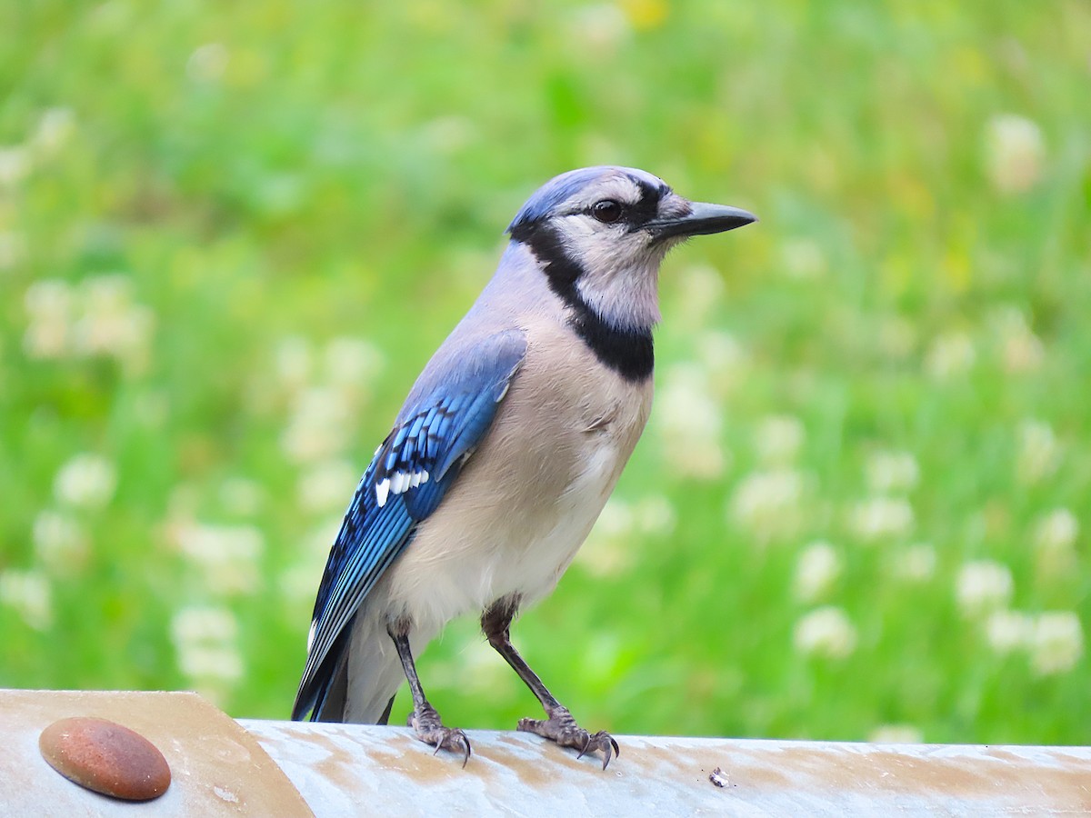 Blue Jay - ML637634131