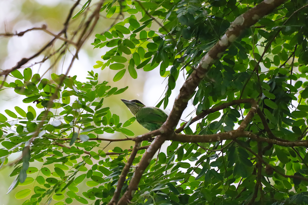 Green-eared Barbet - ML637634142