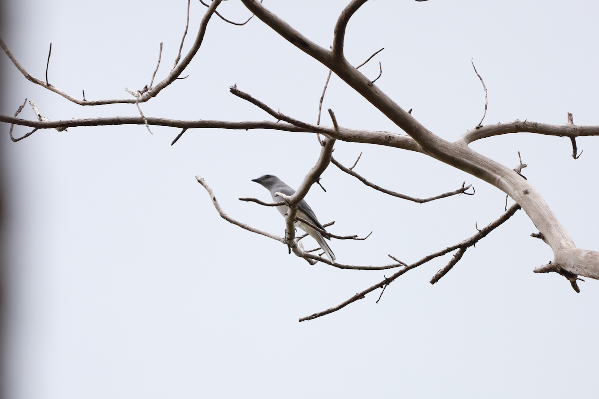 Oriental Cuckooshrike - ML637634167