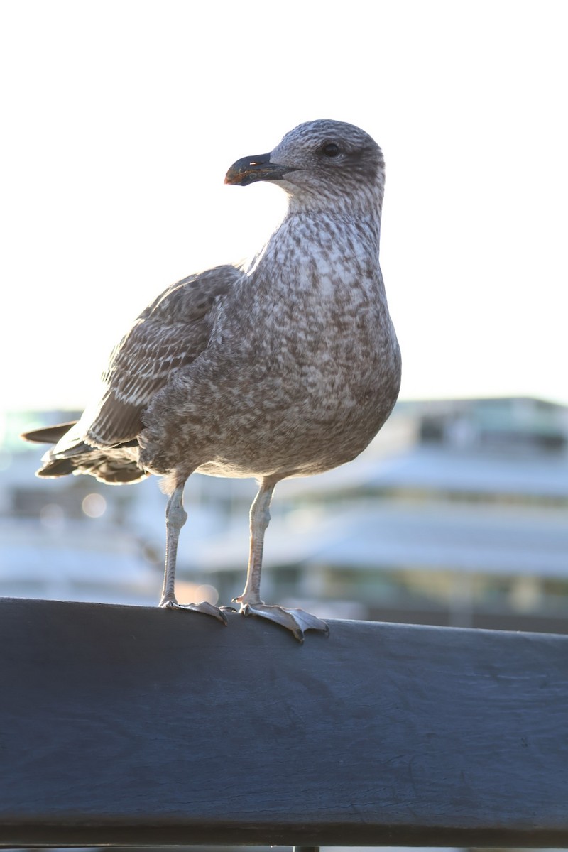 Kelp Gull - ML637634180