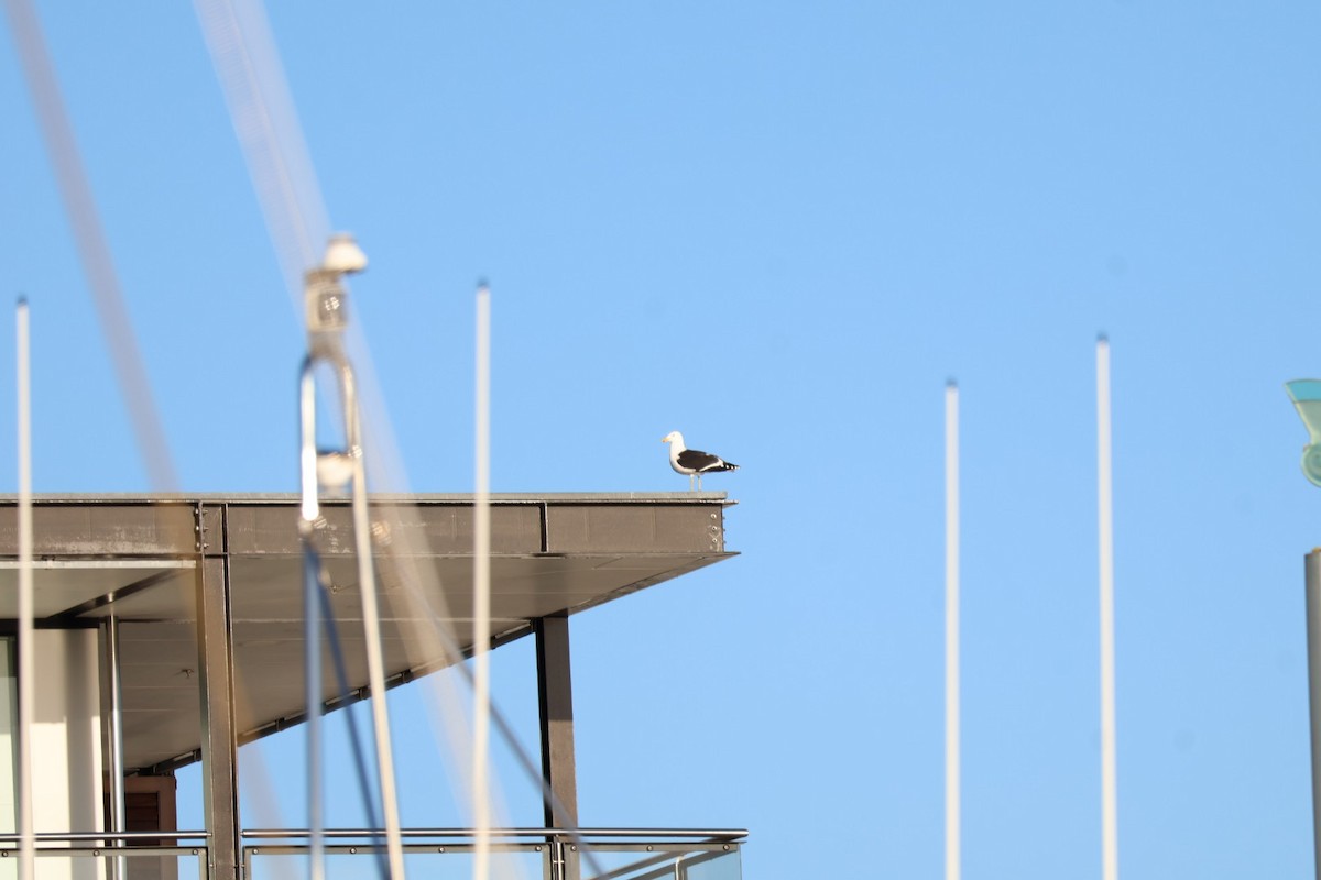 Kelp Gull - ML637634181