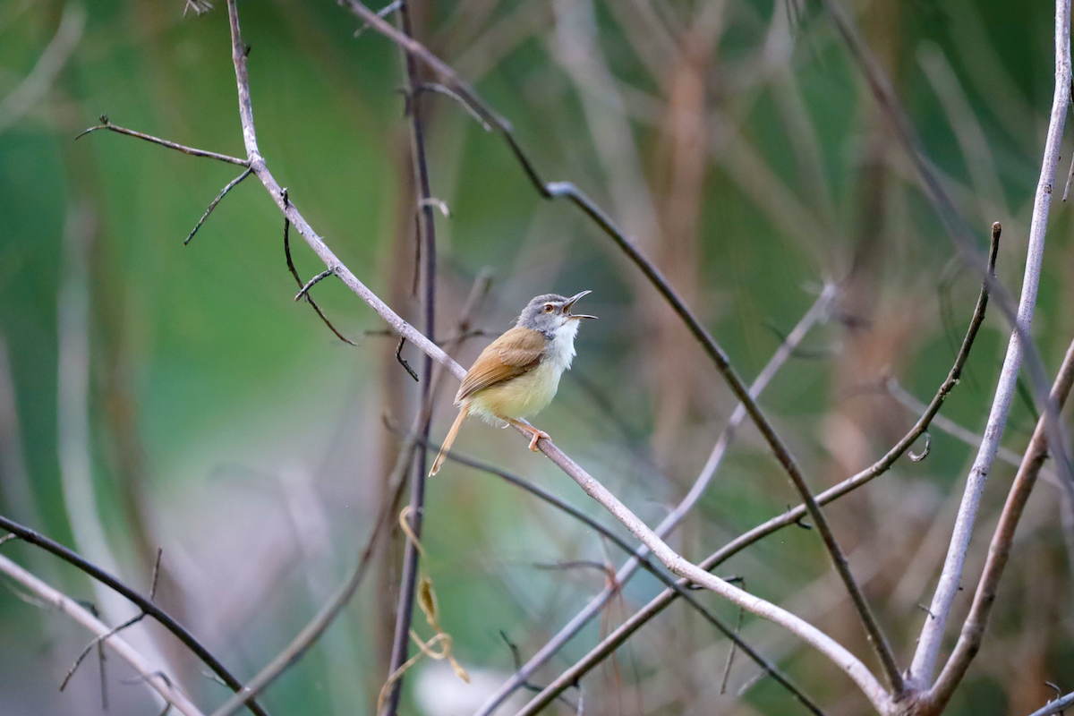 Rufescent Prinia - ML637634190
