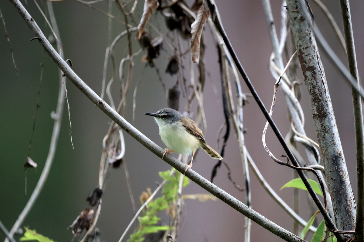 Rufescent Prinia - ML637634191