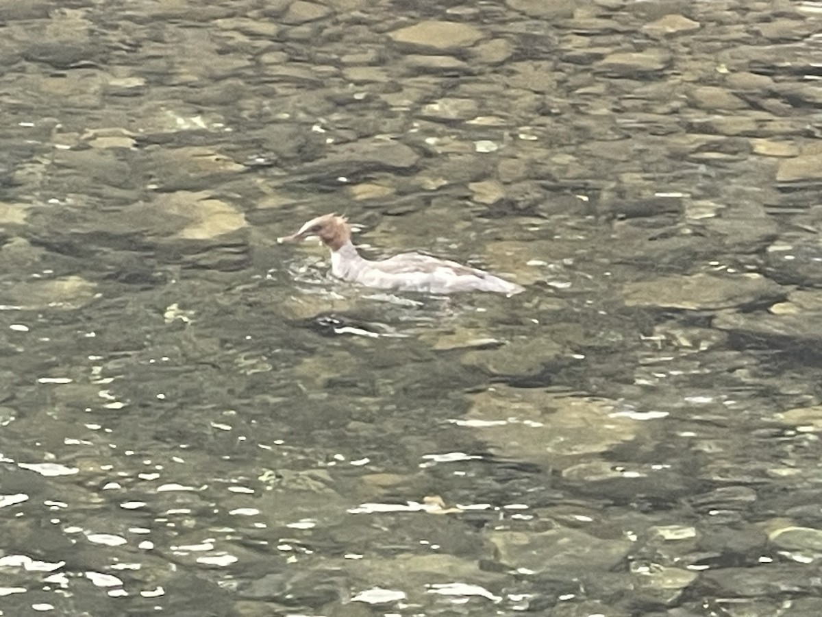 Common Merganser (Eurasian) - ML637634194