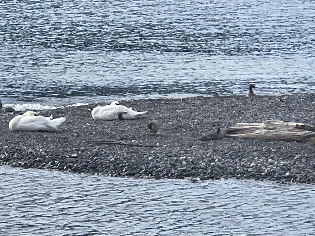 Common Merganser (Eurasian) - ML637634195