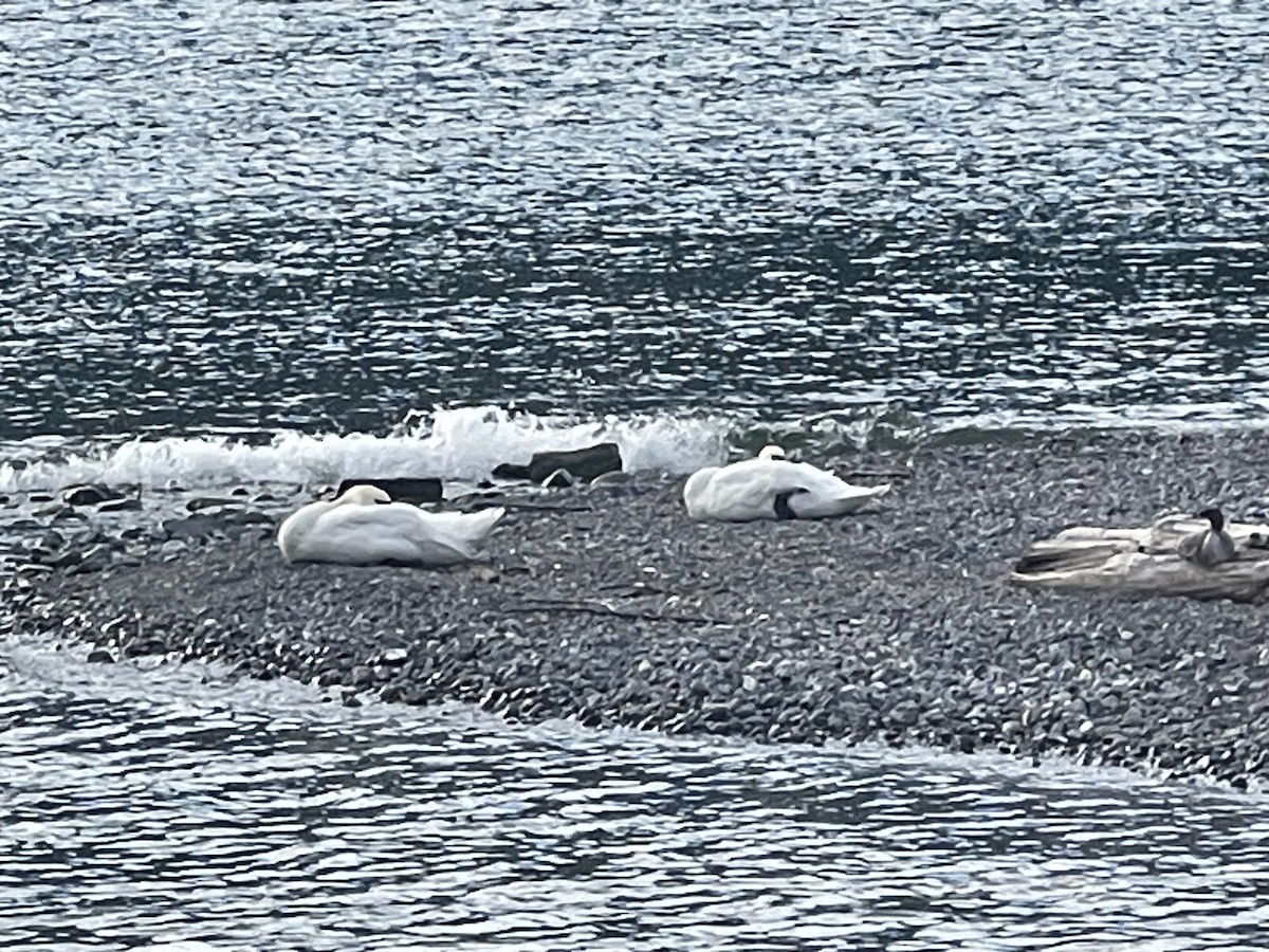 Mute Swan - ML637634216