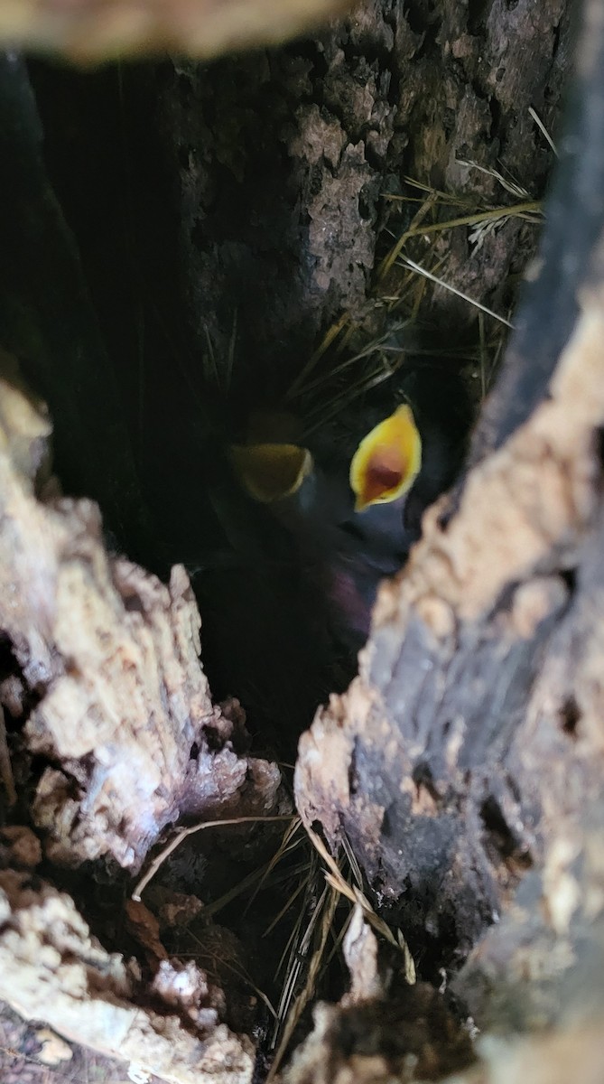 European Starling - ML637634234