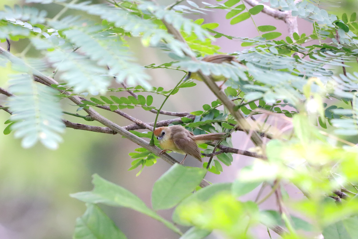 Rufous-fronted Babbler - ML637634292
