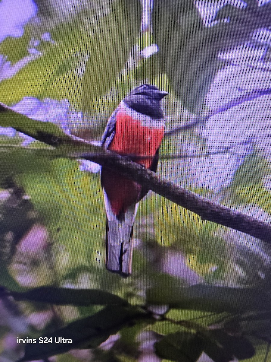 Malabar Trogon - ML637634309