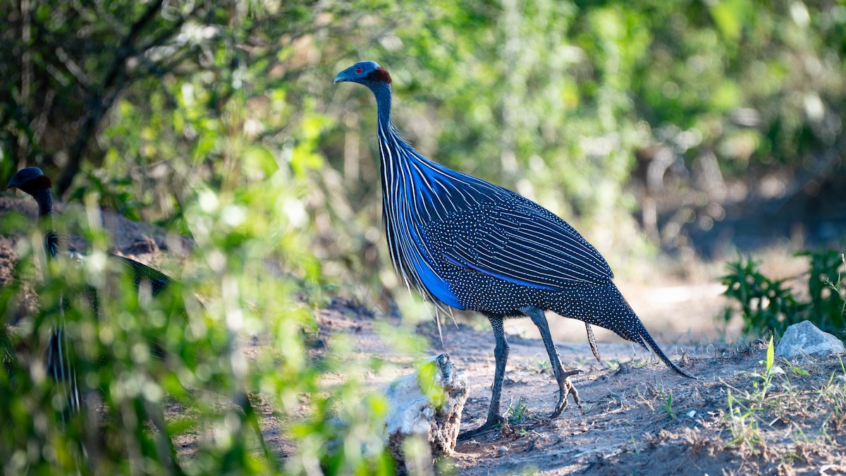 Vulturine Guineafowl - ML637634314