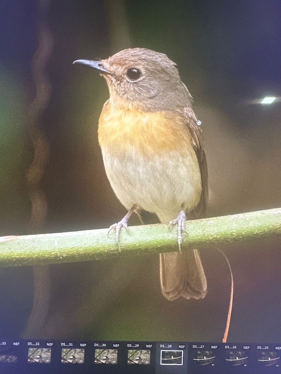 Hainan Blue Flycatcher - ML637634338