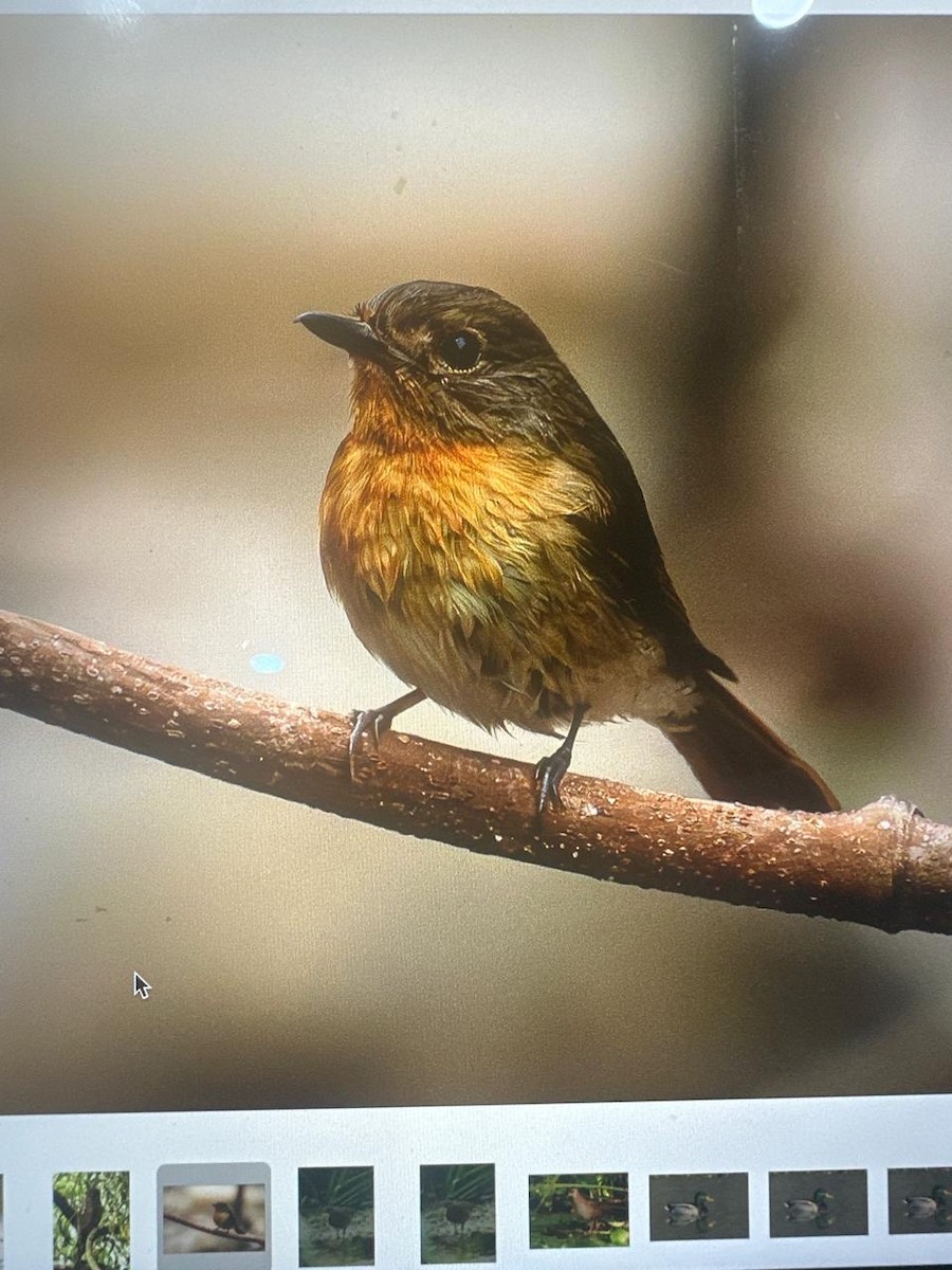 Hainan Blue Flycatcher - ML637634339