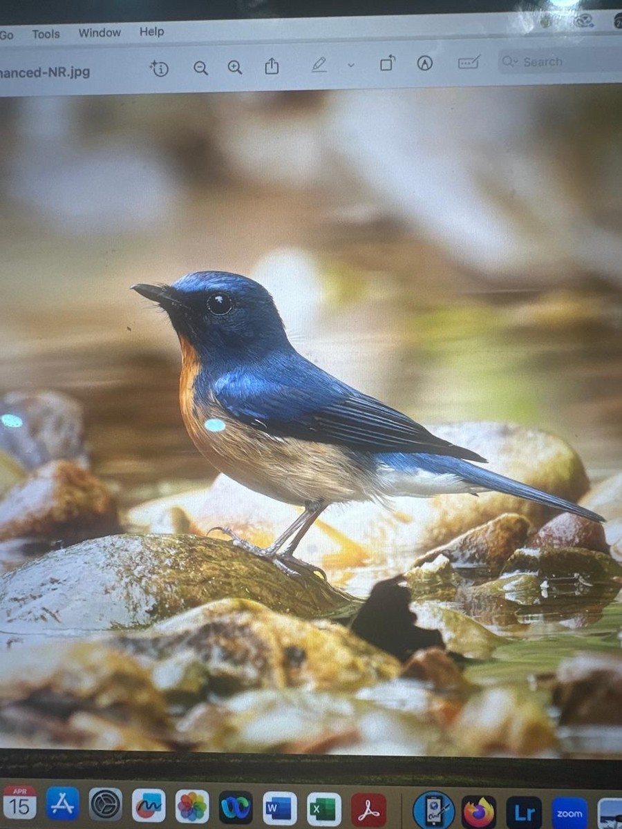 Hainan Blue Flycatcher - ML637634340