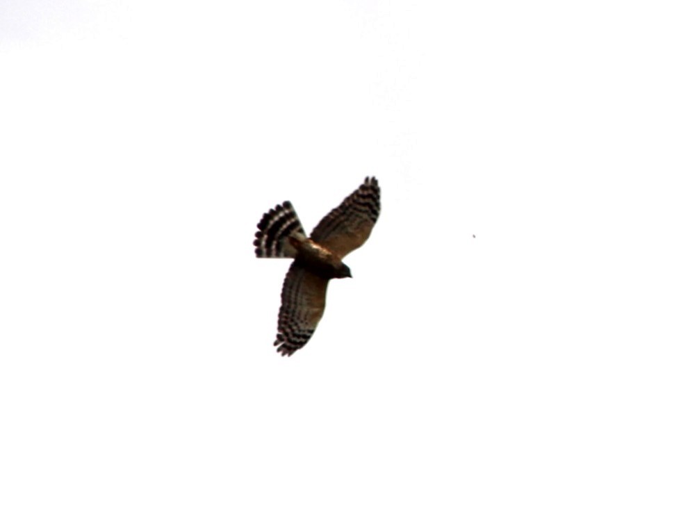 Double-toothed Kite - ML637634348