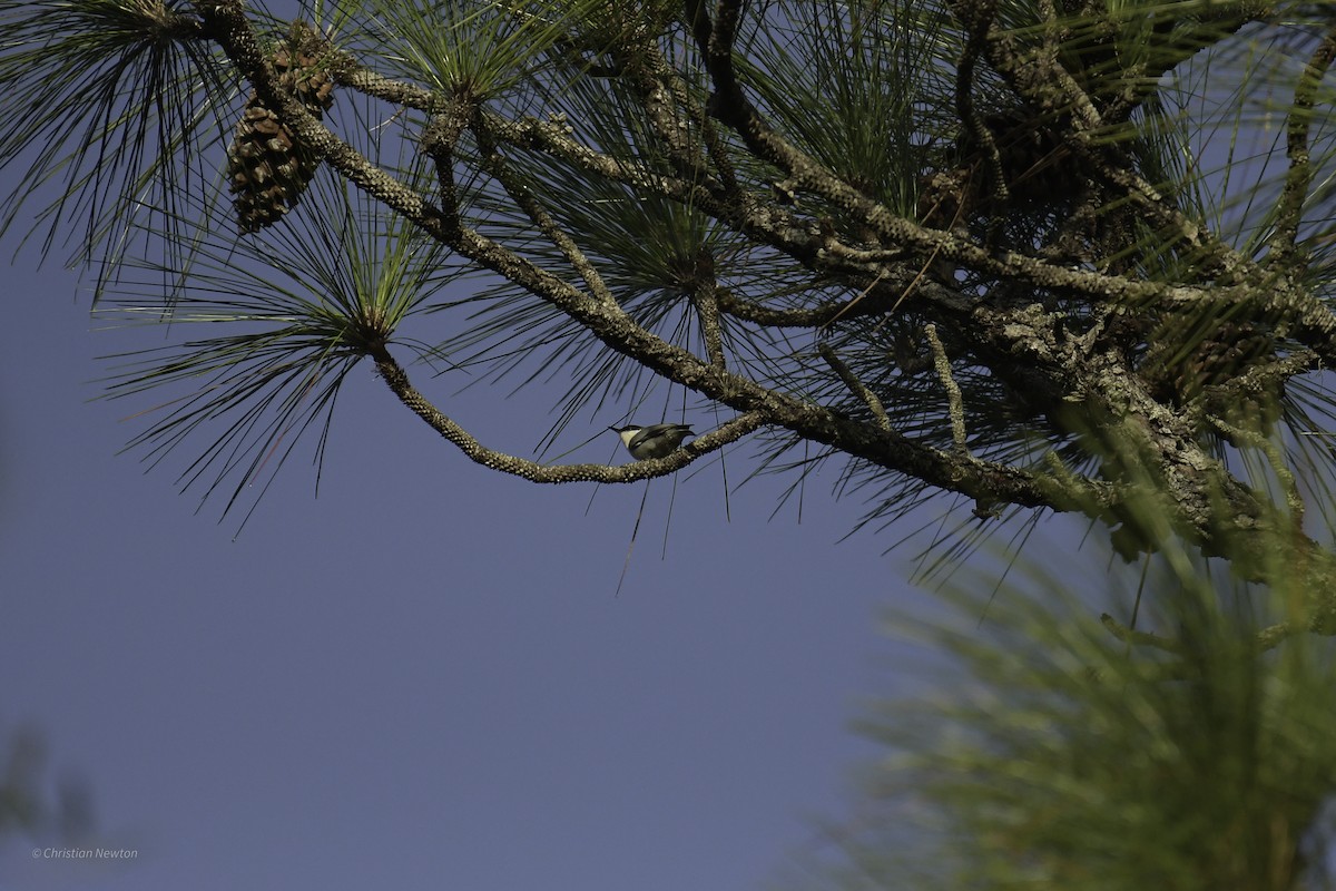 Brown-headed Nuthatch - ML637634373