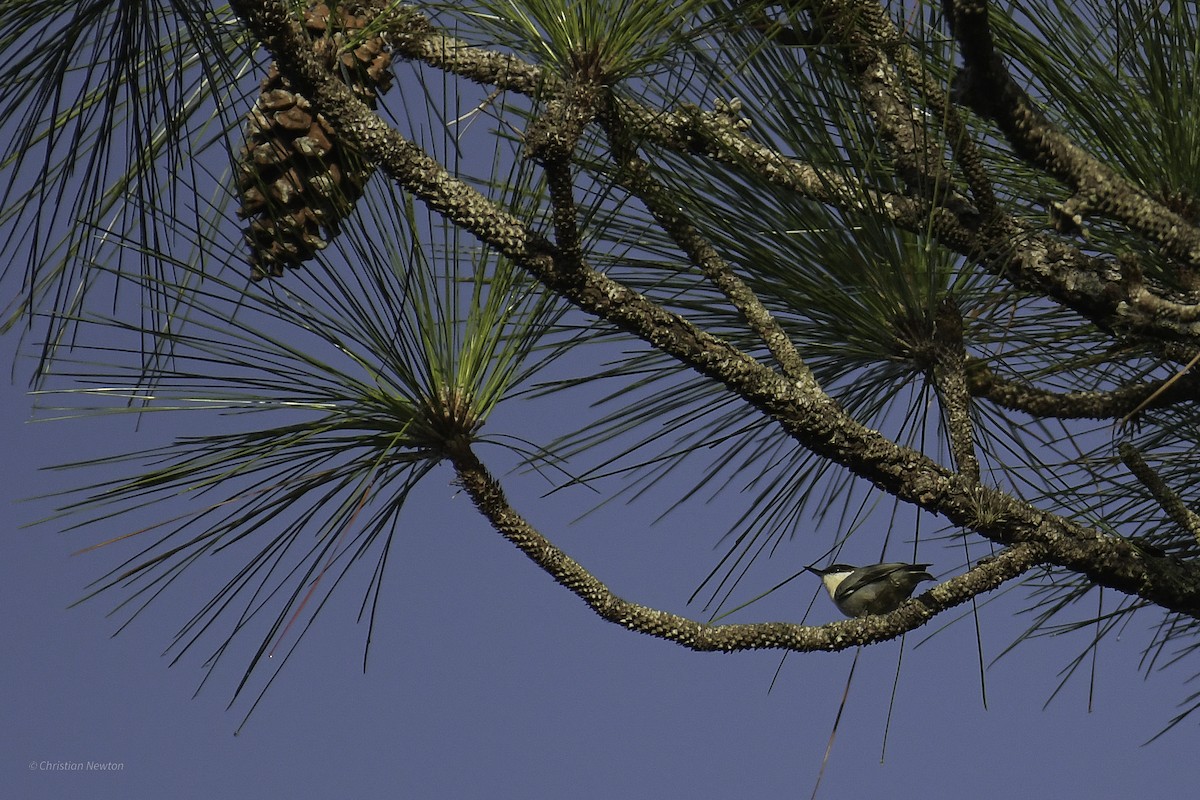 Brown-headed Nuthatch - ML637634374