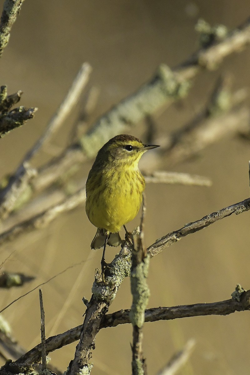 Reinita Palmera (hypochrysea) - ML637634398