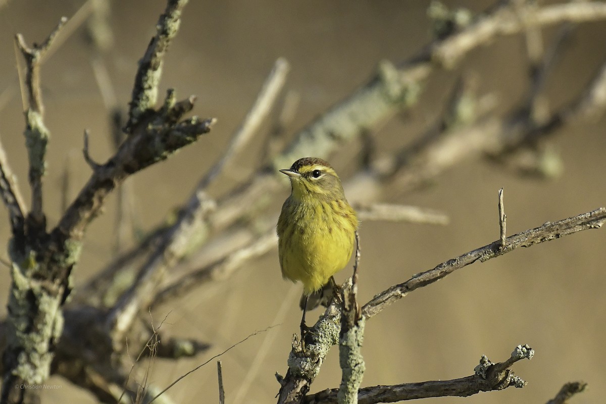 Reinita Palmera (hypochrysea) - ML637634399