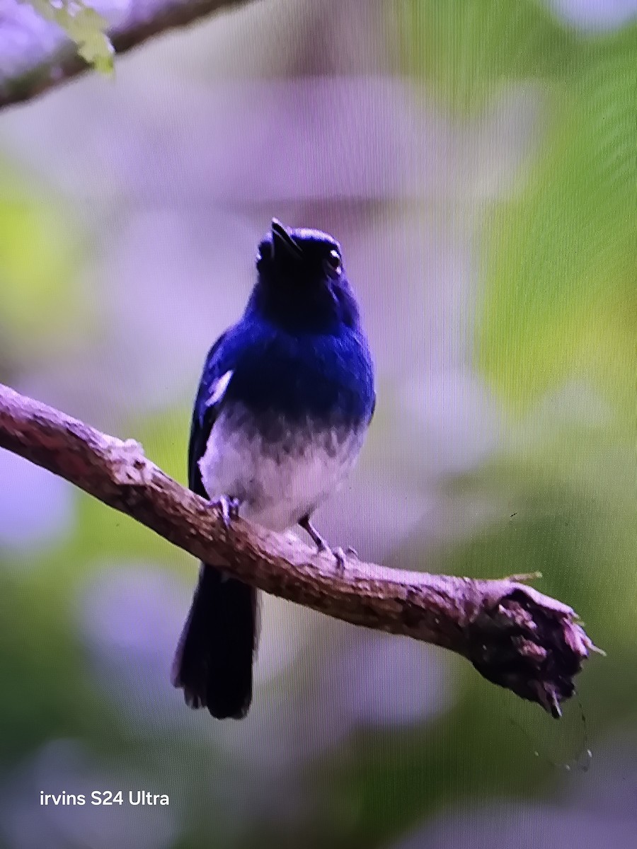 White-bellied Blue Flycatcher - ML637634402