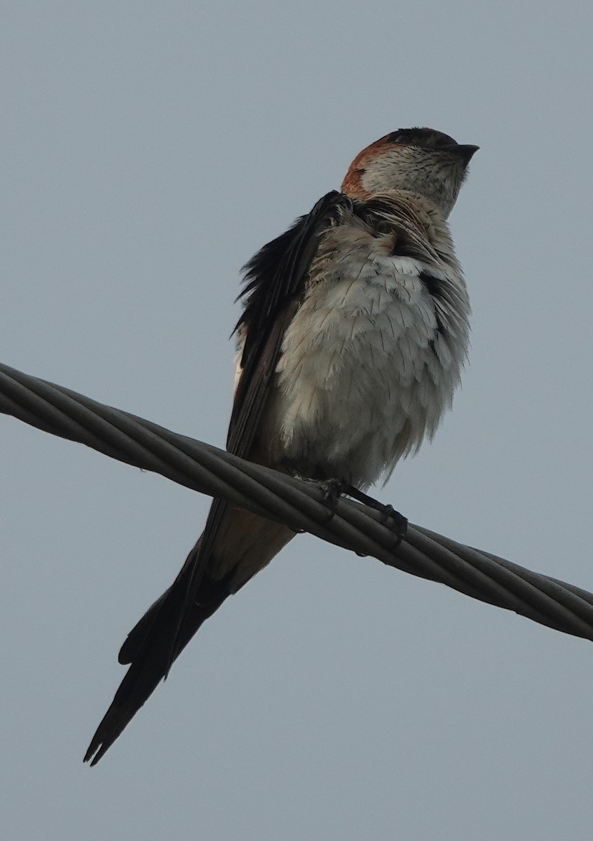 Golondrina Dáurica Oriental - ML637634414