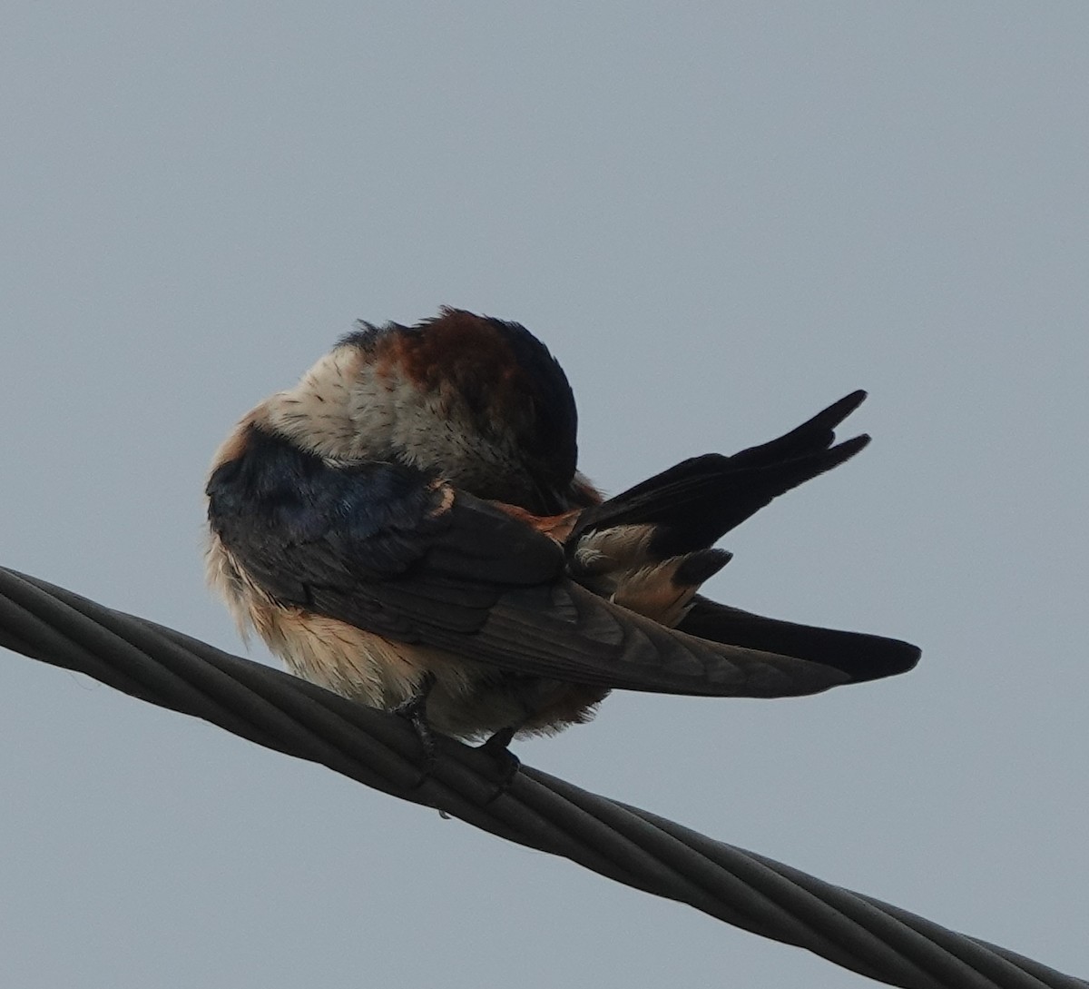 Golondrina Dáurica Oriental - ML637634415