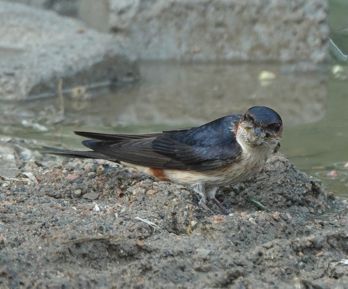 Golondrina Dáurica Oriental - ML637634416
