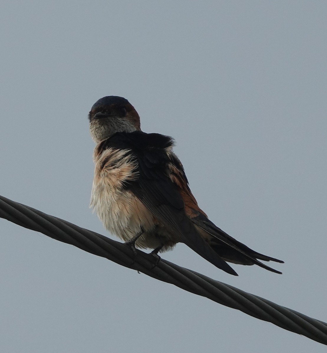 Golondrina Dáurica Oriental - ML637634417