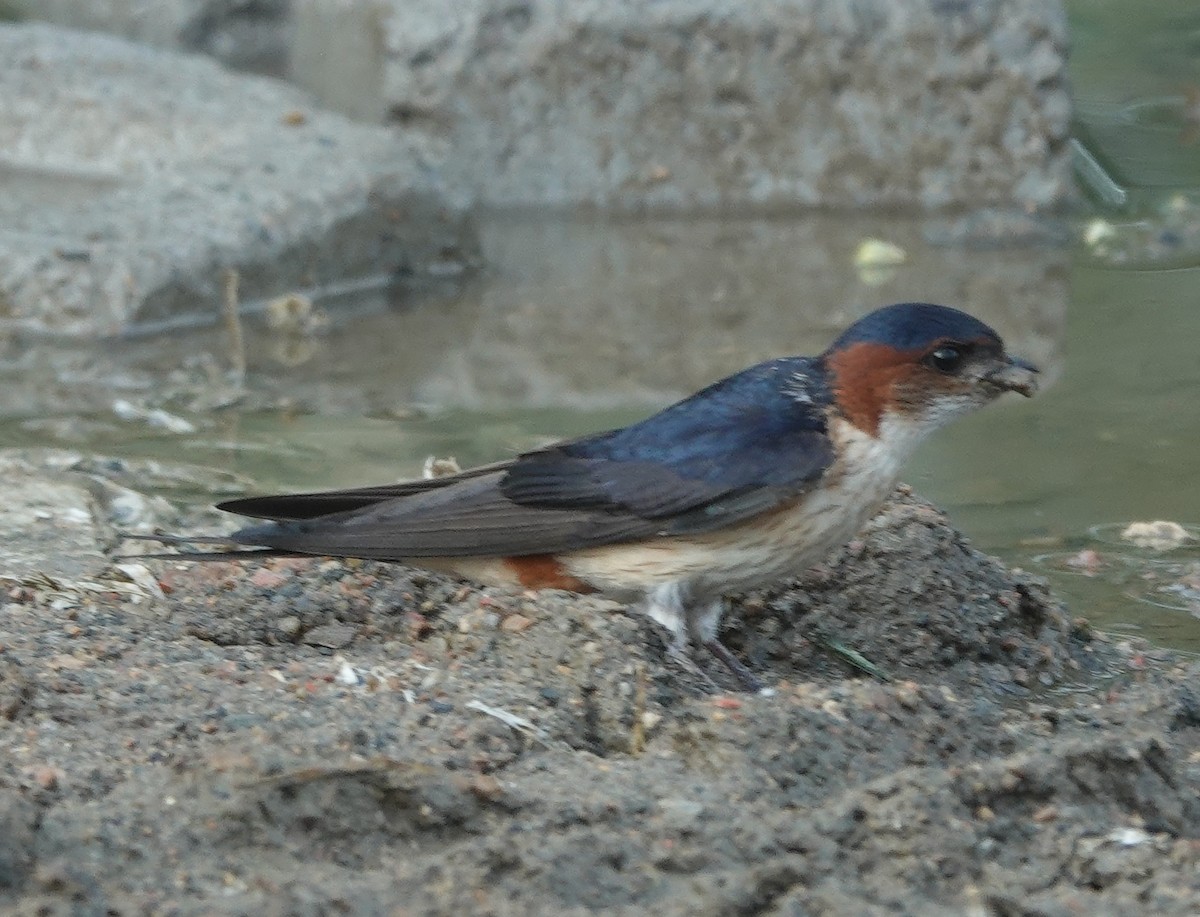 Golondrina Dáurica Oriental - ML637634418