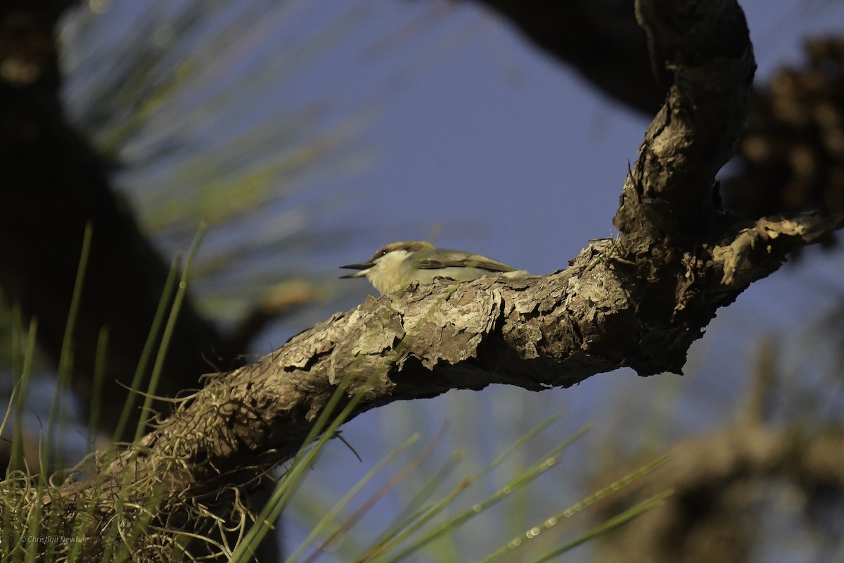 Brown-headed Nuthatch - ML637634501
