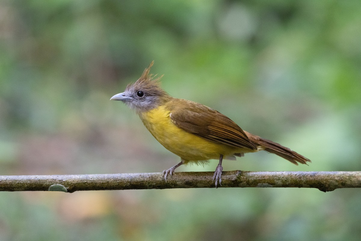 White-throated Bulbul - ML637634502