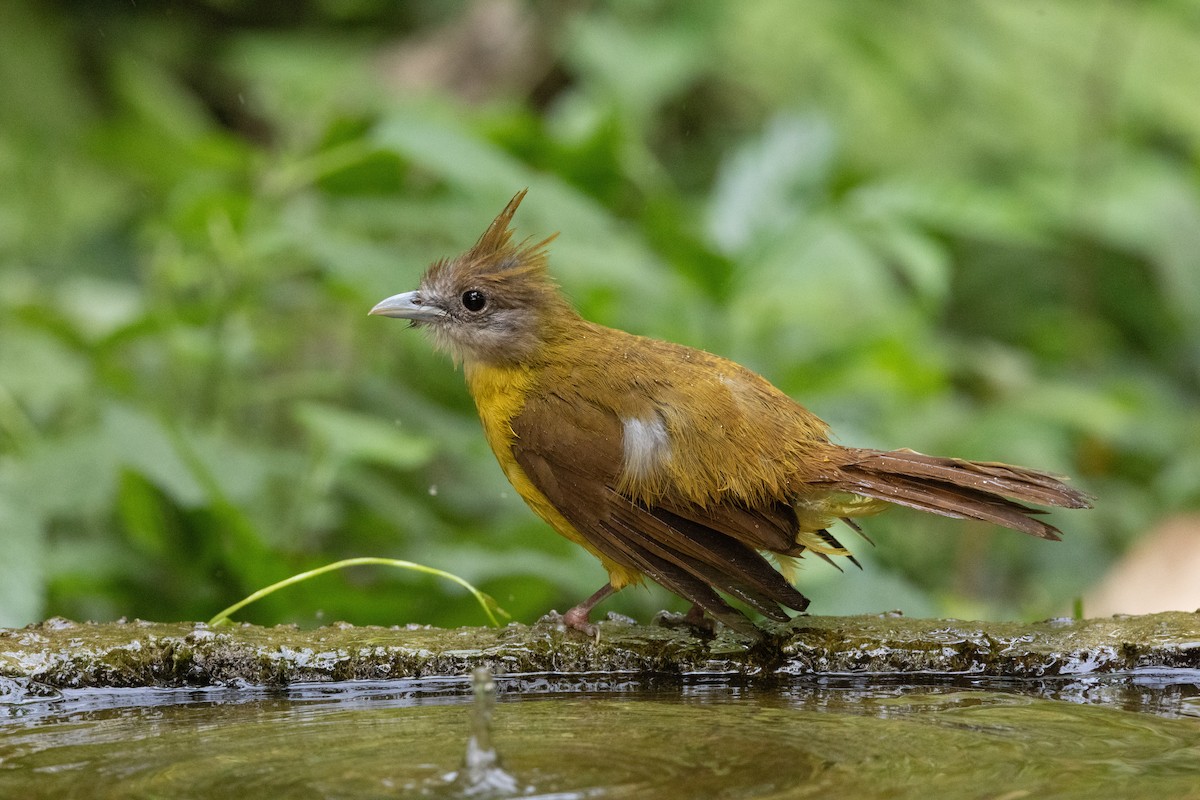 White-throated Bulbul - ML637634503