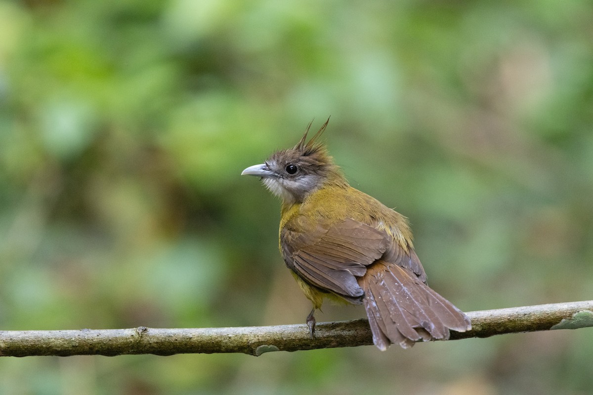 White-throated Bulbul - ML637634504