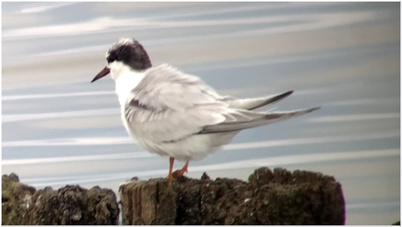 tern sp. - ML637634539