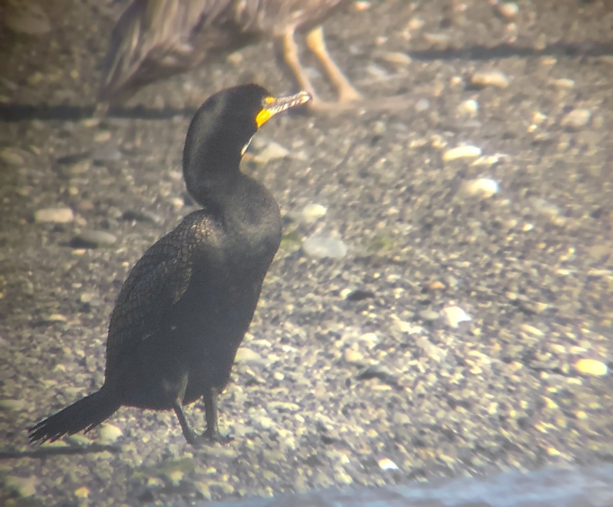 Cormorán Orejudo - ML637634571