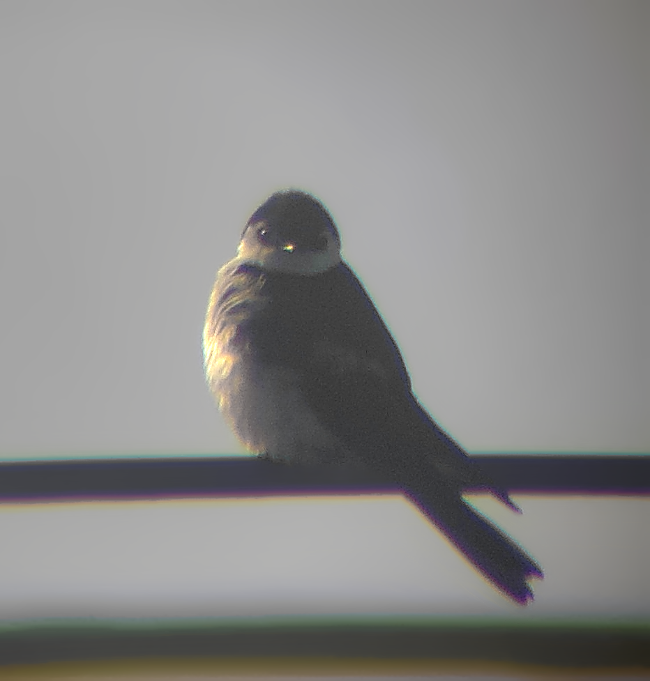 Golondrina Verdemar - ML637634580