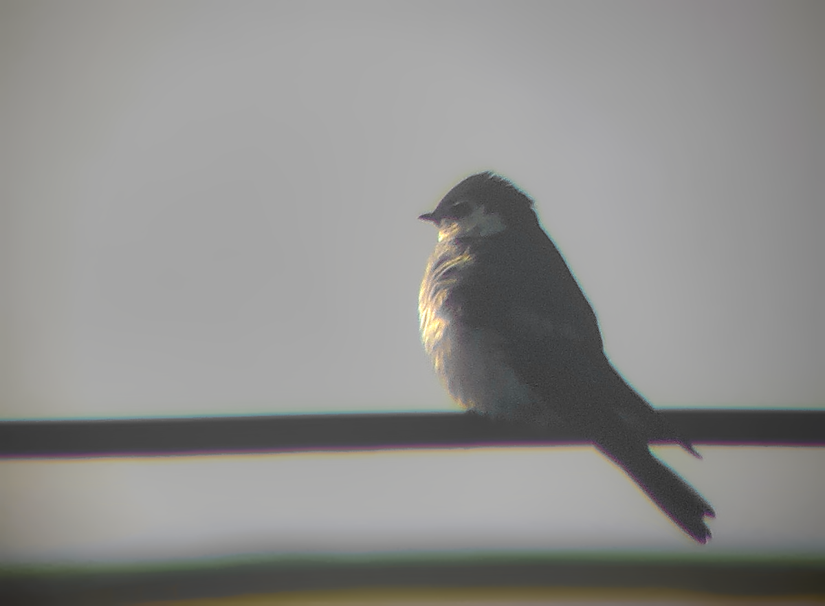 Golondrina Verdemar - ML637634581