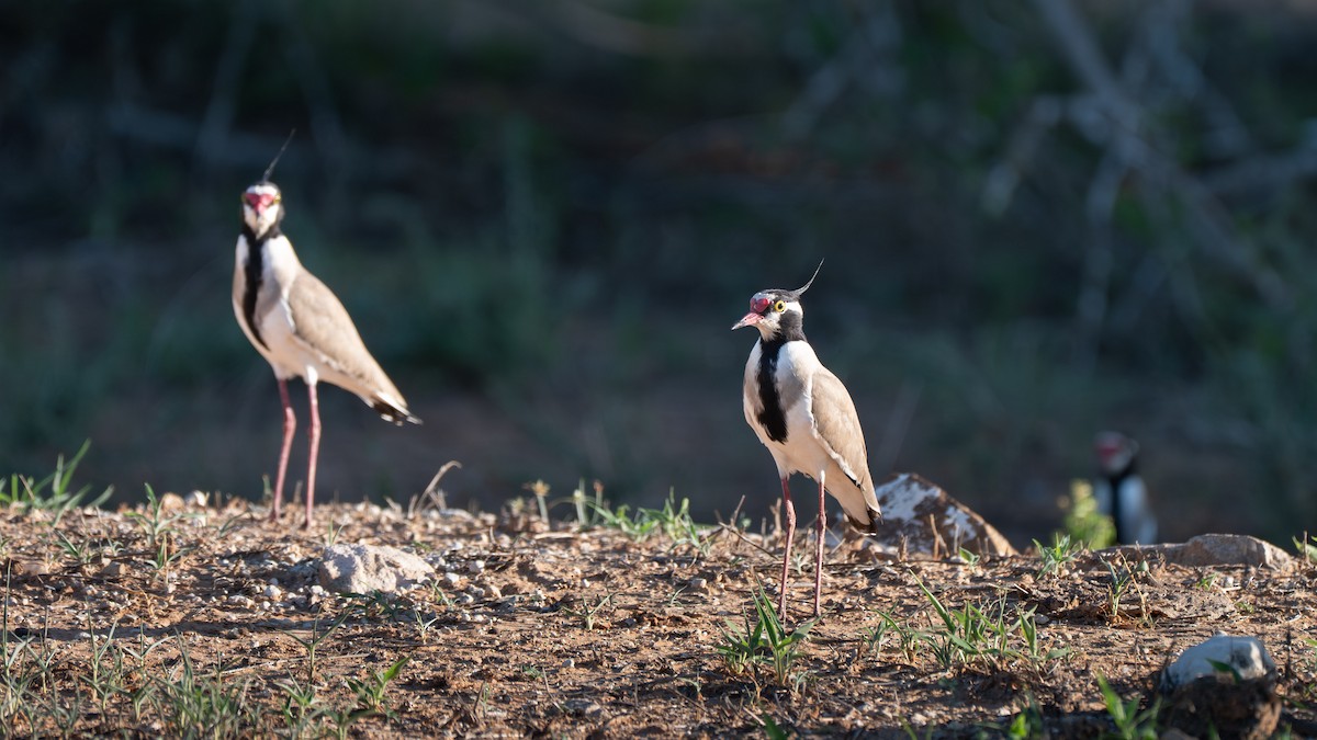 Black-headed Lapwing - ML637634590