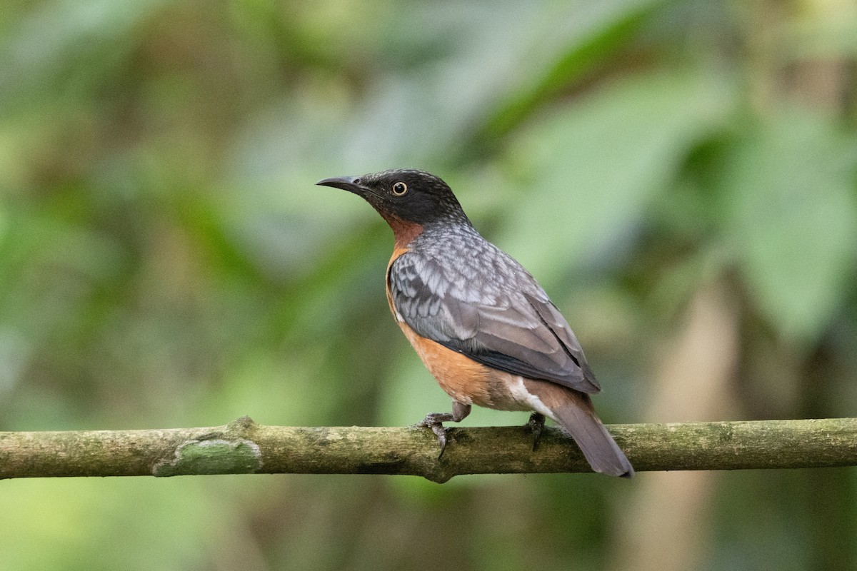 Spot-winged Starling - ML637634591