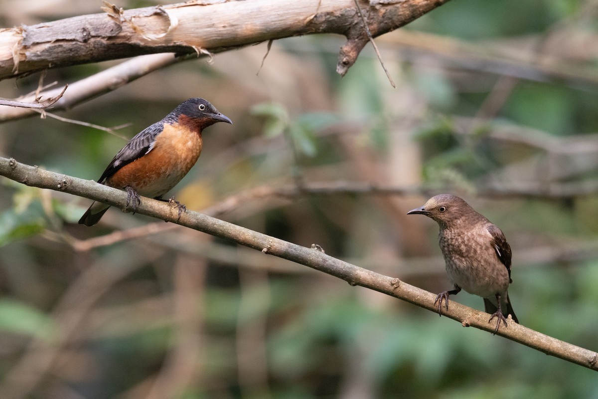 Spot-winged Starling - ML637634593