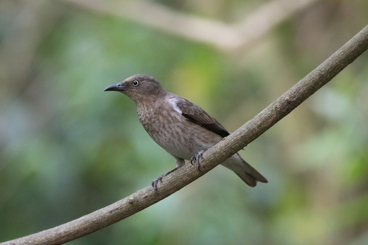 Spot-winged Starling - ML637634594