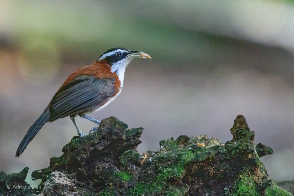 Sunda Scimitar-Babbler - ML637634617