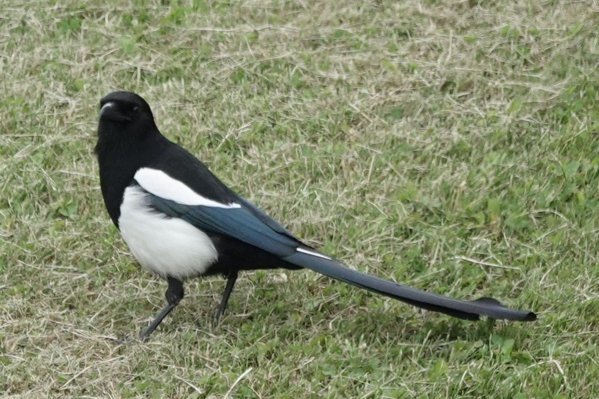 Black-billed Magpie - ML637634715