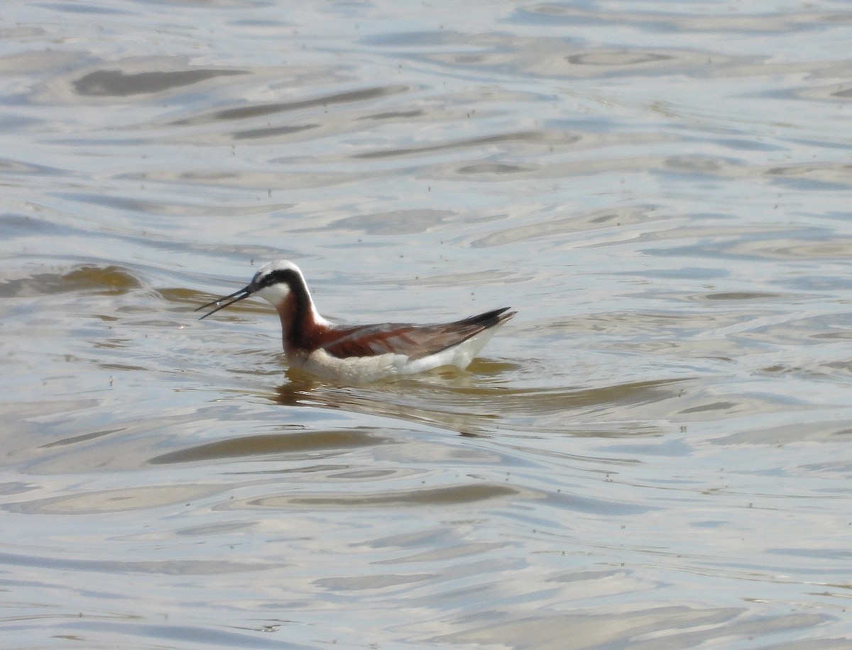 Wilson's Phalarope - ML637634732